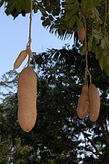 0330 Cairns Botanic Gardens